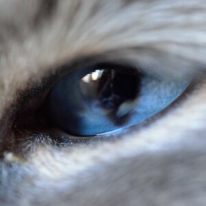 Katzenauge
