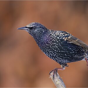 Star (Sturnus vulgaris)
