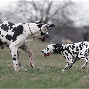 Dogge und Dalmatiner 2