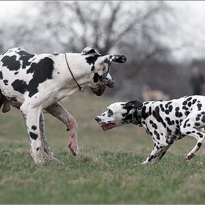Dogge und Dalmatiner 2