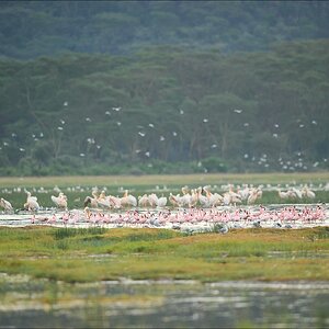 acomp Kenia 20111012 04330
