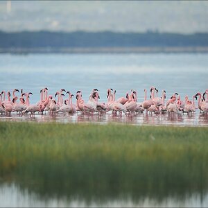 acomp Kenia 20111012 04372