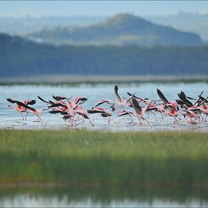 acomp Kenia 20111012 04405