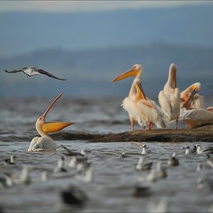acomp Kenia 20111011 01100