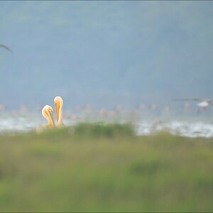 acomp Kenia 20111011 01181