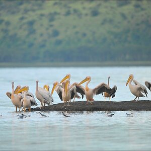 acomp Kenia 20111012 04258