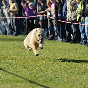 Hunderennen01