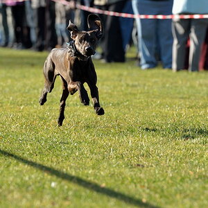 Hunderennen02