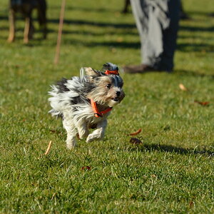 Hunderennen03