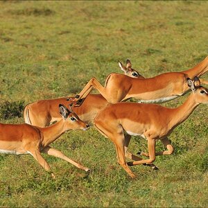 acomp Kenia 20111012 04753aa
