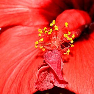 red hibiscus