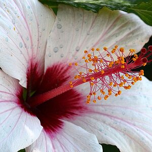 white hibiscus