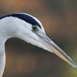 Reiherportrait