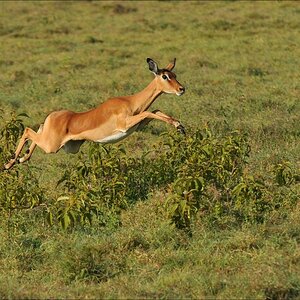 acomp Kenia 20111012 04816