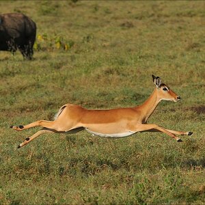 acomp Kenia 20111012 04808