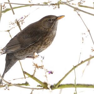 Amsel Schönfrucht 1541