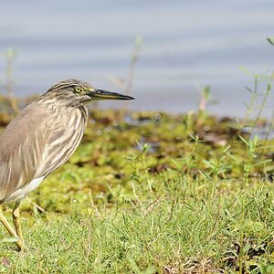Indian Pond Heron