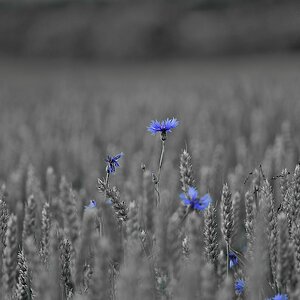 Kornblumen