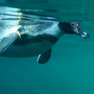Pinguin
Tiergarten Nürnberg