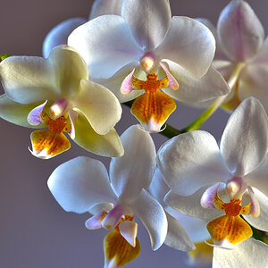 orchidee 1