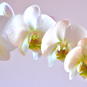 orchidee 2
