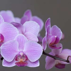 orchidee 3
