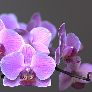 orchidee 3 2