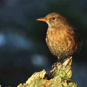DSC 7880 Amsel 1000