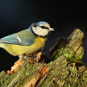 DSC 7874 Blaumeise 1000