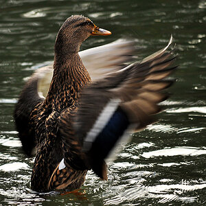 Stockente