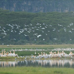 acomp Kenia 20111012 04482a