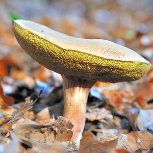 comp2pilz 2850