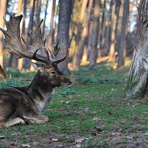 comp2Hirsch 3028