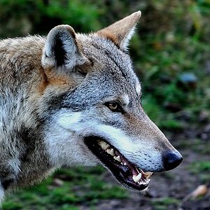 comp2Wolf 3041