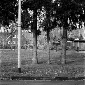 laternebäume