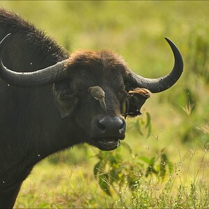 acomp Kenia 20111012 02797