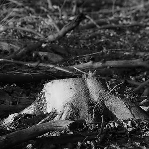 Briese 0003 120115 SW 1024x686 90