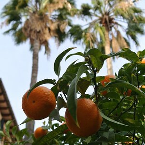 Palma de Mallorca