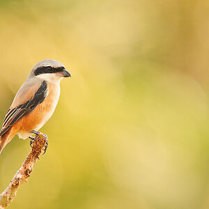 Long-Tailed Shrike
