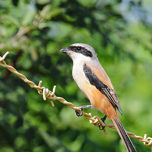 Long-Tailed Shrike 1