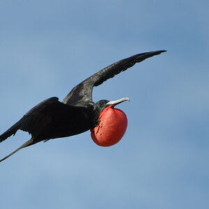balzender männlicher Fregattvogel im Flug