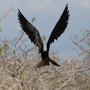 Studie eines Fregattvogels im Flug