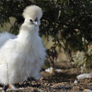 702 0847 2012 01 02 896 Huhn