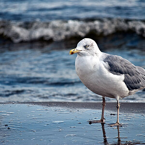 Möwe die am Strand rumsteht