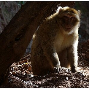 ape