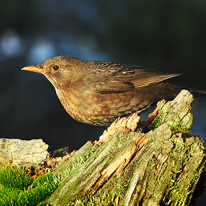 DSC 7884 Amsel 1000