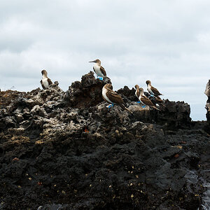 26 Santa Cruz Black Turtle Cove