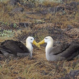 Albatross-Paar bei der rituellen Begrüßung