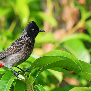 Red Vented Bulbul