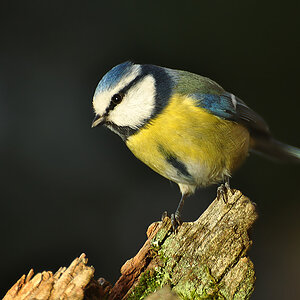 DSC 7914 Blaumeise b